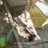 York METLA MINI SORGO  в Черногории