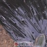 Windhager Folija za jagode 10x1.2m crna Windhager