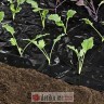 Windhager Folija za jagode 10x1.2m crna Windhager