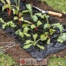 Windhager Folija za jagode 10x1.2m crna Windhager
