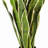 Emix Garden Vještačka biljka Sansevieria žuto/zelena 68cm 