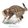 Afp 2027 igracka za macke (riba koja se pokrece) 28*12*5,5cm