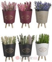 INART CVIJECE U SAKSIJI PLANT IN POT 6 COLORS 7X7X16