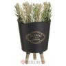INART CVIJECE U SAKSIJI PLANT IN POT 6 COLORS 7X7X16