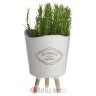 INART CVIJECE U SAKSIJI PLANT IN POT 6 COLORS 7X7X16