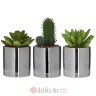 INART CVIJECE U SAKSIJI SUCCULENT IN A POT 3 DESIGNS D6Χ12 (Silver)