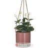 INART CVIJECE U SAKSIJI Φ10X34