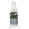 INART CVIJECE U SAKSIJI Φ10X34