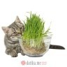 BEEZTEES TRAVA ZA MACE Grass For Cat, 130gr