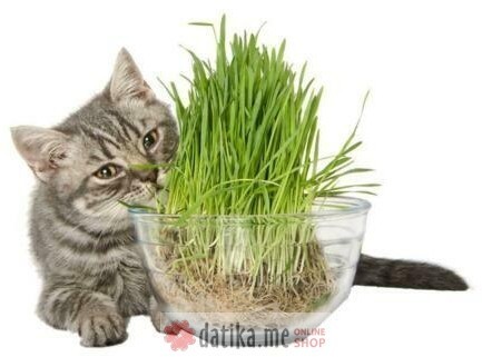 BEEZTEES TRAVA ZA MACE Grass For Cat, 130gr